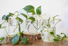 Tanpa Media Tanah! Ini Dia 7 Tanaman Hias Hidroponik Sederhana yang Minim Perawatan, Ruangan Jadi Estetik