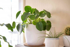 6 Tanaman Hias Perawatan Minimalis yang Bantu Usir Polusi Udara dari Dalam Rumah & Jadi Penyegar Ruangan