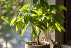 Pembawa Hoki & Mudah Dirawat, Ini 7 Daftar Tanaman Hias Pembawa Keberuntungan dan Rezeki Anti Ribet