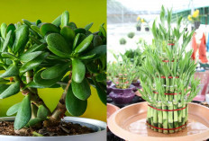 2 Tanaman Pembawa Keberuntungan Ini Bisa Kamu Rawat Sendiri di Rumah! Berikut Penjelasan