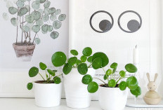 Gak Harus Dekorasi Mahal! Ini 8 Tanaman Hias Indoor yang Estetik, Bikin Tampilan Rumah Tampak Mewah