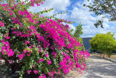 4 Tanaman Outdoor yang Bikin Halaman Rumah Jadi Makin Cantik