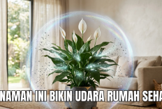 Daftar 5 Tanaman Hias Penyerap Polutan di Rumah, Kualitas Udara di Rumah Dijamin Semakin Bersih!
