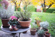 Aromanya Wangi dan Harum, Berikut 6 Jenis Tanaman Hias Outdoor yang Paling Direkomendasikan di Tahun 2026