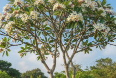 5 Tanaman yang Tidak Boleh Ditanam di Depan Rumah Menurut Feng Shui, Bisa Menarik Energi Gaib yang Negatif