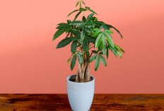 Menarik Keberuntungan dan Rezeki, 15 Daftar Tanaman Hias Pembawa Hoki di Tahun 2026 Sebagai Dekorasi Rumah