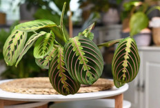 7 Tanaman Indoor Minimalis Pilihan yang Bikin Sudut Rumah Lebih Hidup, Stylish, Cantik dan Menenangkan