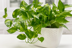 Rumah Jadi Estetik & Sehat! Ini 5 Tanaman Hias Pembersih Udara yang Mudah Dirawat di Dalam Ruangan