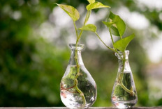 Tanpa Tanah Tanpa Repot, 5 Tanaman Hias Air di Botol Bikin Rumah Estetik, Bersih dan Minim Perawatan