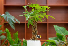 Penambah Hoki Pemilik, Berikut 7 Rekomendasi Tanaman Hias Pembawa Keberuntungan Cocok Untuk Dekorasi Interior