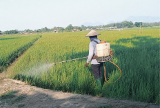 Hama Tikus Gerogoti Sawah di Ligung Majalengka, Hasil Panen Petani Turun hingga 40 Persen