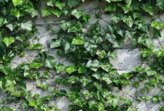 Usir Energi Negatif! Deretan Tanaman Hias Outdoor di Halaman Rumah Ini Dipercaya Bawa Kekayaan dan Kebahagiaan