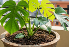 7 Tanaman Hias Teras Depan Bikin Suasana Segar, Sejuk dan Estetik Tanpa Ribet Perawatan