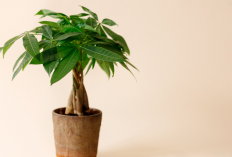 Bisa Membawa Rezeki, Ini 7 Tanaman Hias Pembawa Kekayaan yang Cocok Di dalam Rumah!