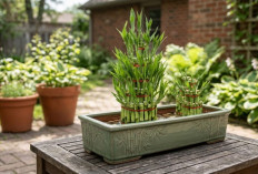 5 Tanaman Hias Outdoor Pembawa Hoki Untuk Percantik Teras Rumah, Nomor Satu Punya Makna Khusus!