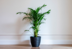 Rumah Cantik Sekaligus Hoki, 7 Pilihan Tanaman Hias Pembawa Rezeki & Mudah Dirawat!