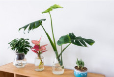 Rekomendasi 7 Tanaman Hias Minimalis Hemat Tempat, Bikin Rumah Elegan, Penuh Berkah dan Energi Positif