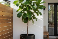 Percantik Visual Depan Rumah dengan 5 Tanaman Hias Outdoor yang Tahan Panas Sinar Matahari, Apa Saja?