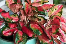 Pembawa Rezeki & Kelimpahan, Ini 8 Tanaman Hias Outdoor Pembawa Keberuntungan & Penuh Manfaat di Teras Rumah