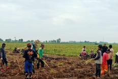 Pemkab Majalengka Dukung Program Bongkar Ratoon Tebu