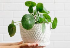 Tanaman Hias Tak Biasa, 7 Jenis Feng Shui Ini Bawa Keberuntungan, Energi Positif dan Harmoni di Sudut Rumah