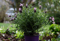 5 Jenis Tanaman Hias Pembawa Rezeki 2026 Menurut Feng Shui, Jadi Penghasil Energi Positif dan Penyaring Udara