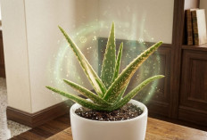 Daftar 3 Tanaman Hias yang Bisa Menyerap Racun di Rumah, Nomor Satu Paling Umum!