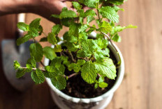 5 Tanaman Hias Pembawa Rezeki Untuk Ruang Tamu dan Dapur, Pelancar Aliran Rezeki dan Punya Aroma Wangi