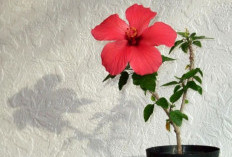 Simbol Keberuntungan Finansial, 5 Tanaman Hias Outdoor Pembawa Rezeki yang Cocok untuk Percantik Teras Rumah