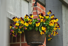 6 Jenis Tanaman Hias Gantung Minimalis dengan Bunga Cantik dan Tahan Panas, Cocok Jadi Dekorasi Teras Rumah