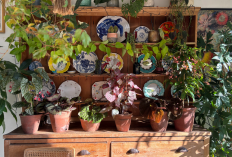 Cukup Simpan Tanaman Ini Bisa Bersihkan Udara Di Rumah Tanpa Perlu Air Purifier!