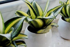 Menyaring Udara dari Racun & Polusi, Ini 6 Tanaman Hias Pembersih Udara Dalam Ruangan Pembawa Kesehatan