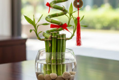 Mengundang Banyak Keberuntungan dan Mudah Dirawat, Ini 6 Tanaman Hias Pembawa Hoki Menurut Feng Shui