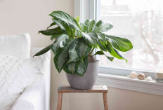 Dekorasi Minimalis Penyaring Polusi, Ini 7 Rekomendasi Tanaman Indoor Minimalis Sekaligus Penyaring Udara