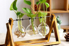 Rekomendasi 5 Tanaman Hias Hidroponik untuk Dekorasi Minimalis, Tidak Banyak Makan Tempat