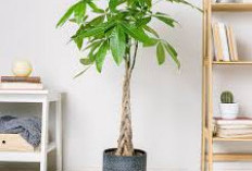 Ini 7 Tanaman Hias Indoor Pembawa Keberuntungan untuk Dekorasi Estetik yang Bikin Makin Hoki