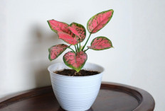 Rumah Lebih Hidup dan Hoki Mengalir, 5 Tanaman Indoor Wajib Feng Shui yang Bawa Rezeki dan Penempatannnya