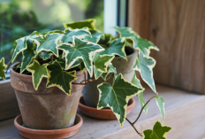 6 Tanaman Hias Pembawa Hoki Sekaligus Pembersih Udara Rumah, Bikin Sehat dan Rezeki Lancar!