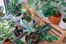 Tidak Hanya Bikin Udara Segar, Tanaman Hias “Sultan” Yang Bikin Rezeki Ngalir Deras Menurut Feng Shui