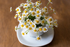 Bisa Bikin Rileks hingga Atasi Stres, Ini 5 Tanaman Hias di Dalam Ruangan untuk Dekorasi Interior yang Estetik