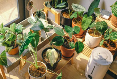 Tanaman Hias yang Mempercantik Pekarangan Rumah dan Bawa Keberuntungan, Ini 10 Pilihan Paling Instagramable