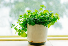 Punya Aroma Segar & Simbol Keberuntungan, Ini 5 Tanaman Hias Pembawa Rezeki yang Cocok di Ruang Tamu dan Dapur
