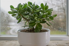 Mengundang Berkah, Ini 6 Tanaman Hias Depan Rumah Pembawa Rezeki yang Juga Usir Energi Negatif