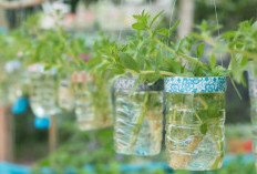 Rekomendasi 5 Tanaman Hias Hidroponik yang Mudah Dirawat: Metode Serta Cara Merawat untuk Pemula