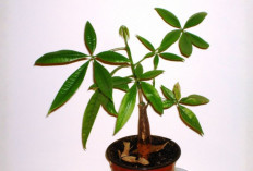 Bukan Hanya Indah, 8 Tanaman Bunga Ini Bawa Rezeki dan Energi Positif untuk Rumah Lebih Harmonis