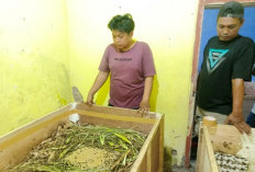 Modal Rp1 Juta, Warga Majalengka Raup Cuan Rp3 Juta dari Budidaya Jangkrik