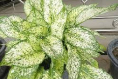 7 Tanaman Hias Outdoor Pembawa Hoki, Bikin Tampilan Depan Rumah Cantik dan Rezeki Mengalir Deras 