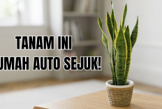 3 Tanaman Hias Pembersih Udara Kotor di Rumah yang Mudah Kamu Rawat, Apa Saja?