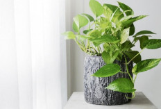 Tidur Lebih Nyenyak dengan 6 Tanaman Hidroponik Estetik Anti Polusi Pembersih Udara Rumah