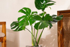 7 Tanaman Hias yang Cocok di Ruang Tamu dengan Tema Minimalis, yang Bisa Bersihkan Udara dari Polusi